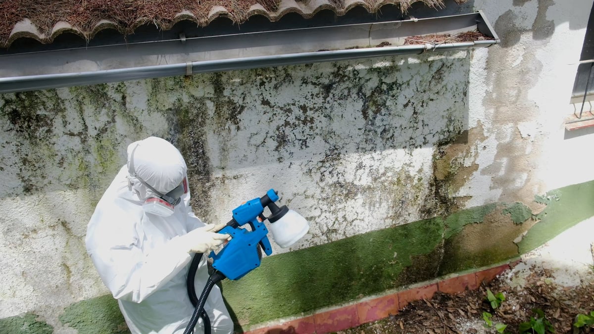 Professional worker removing toxic mold from a wall